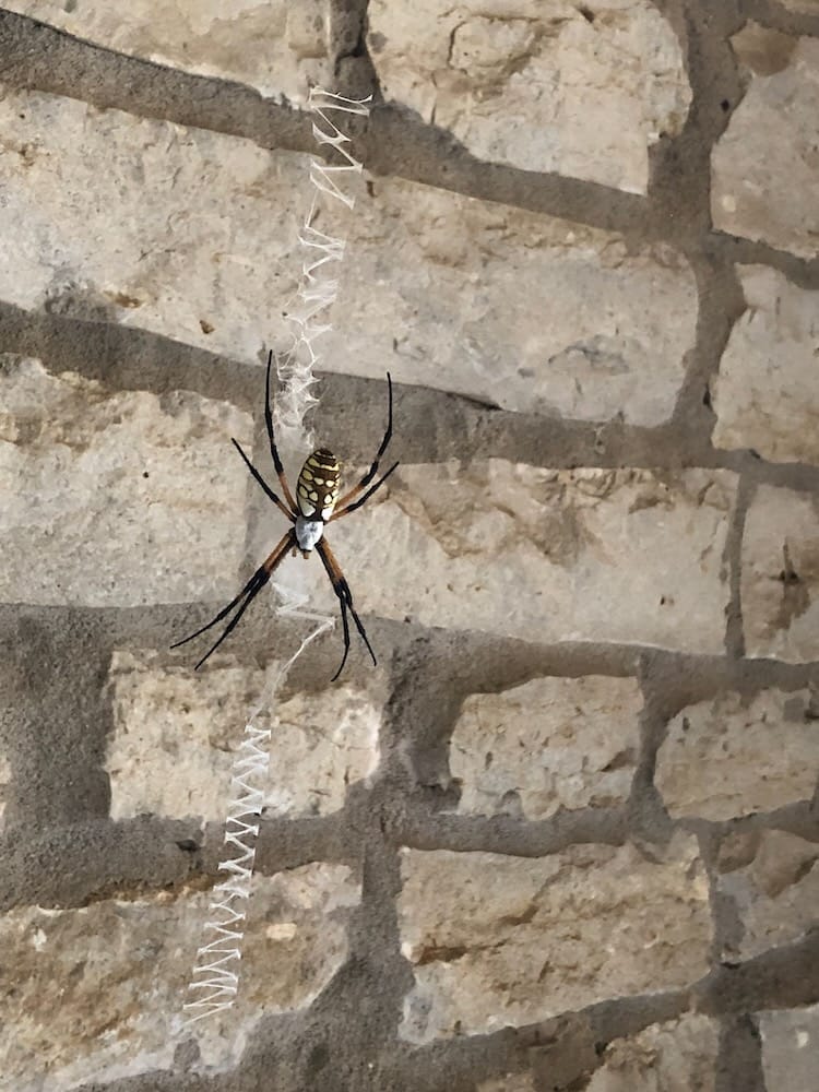 Zipper Spiders make Incredible Art outside McKinney Falls restroom
